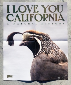 That's right, our state bird is NOT the California Condor.